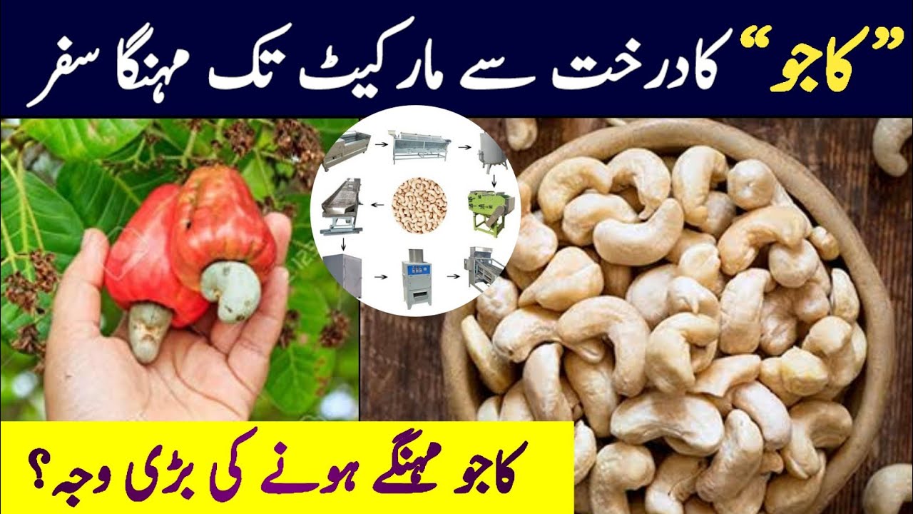 kaju tree and processing  | expensive cashew nut process | kaju ki kasht our process