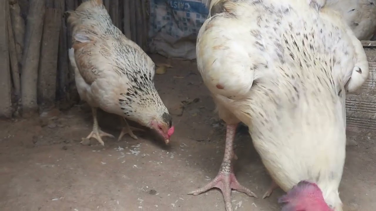 COLOCANDO ARROZ PARA AS GALINHAS 