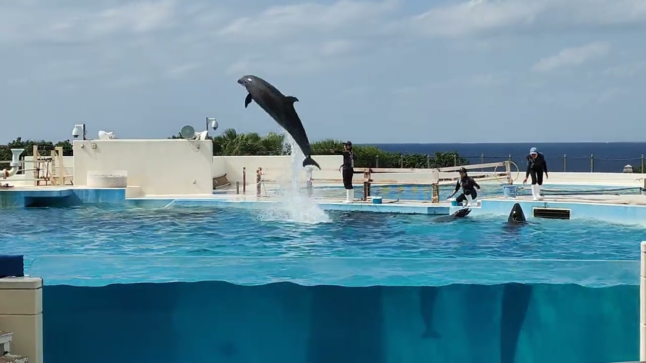 沖繩美麗海水族館海豚表演秀