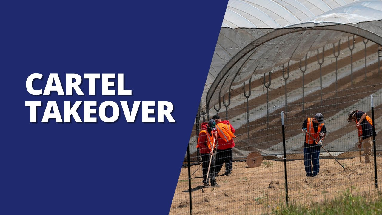 How Cartels Took over Northern California