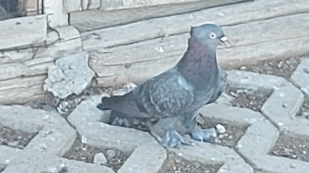 DUMANLI KİRLİ TAKKALI PERÇEMLİ EKE ERKEK 