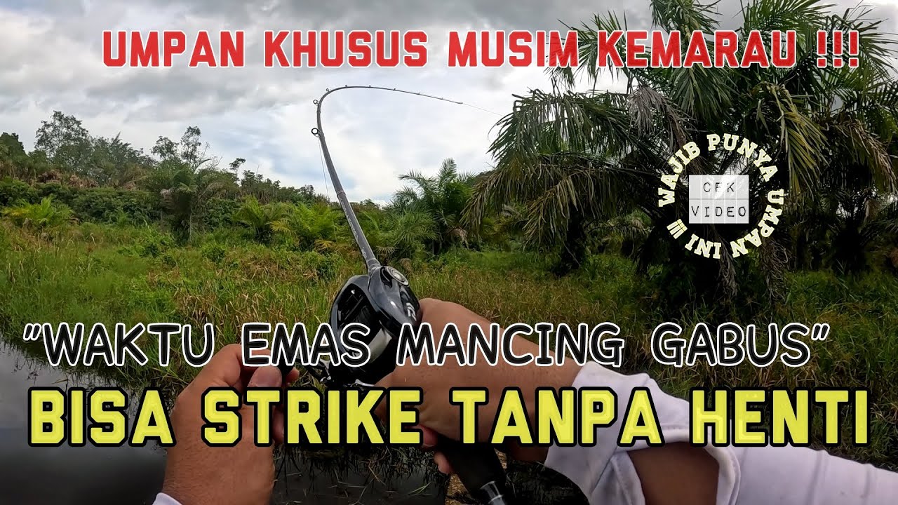 MUSIM KEMARAU BUKAN HALANGAN, JUSTRU WAKTU TERBAIK UNTUK MANCING GABUS !! 