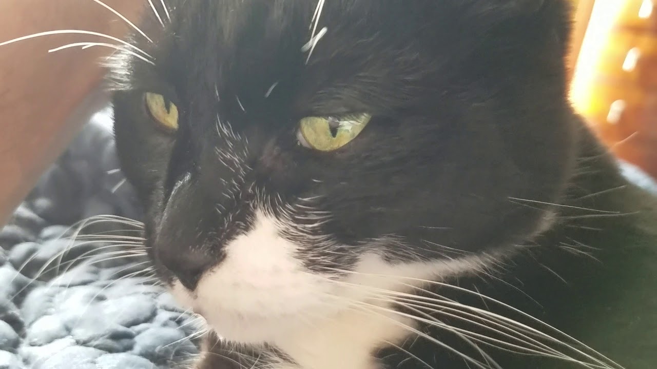 The Happiest Cat in the World!
