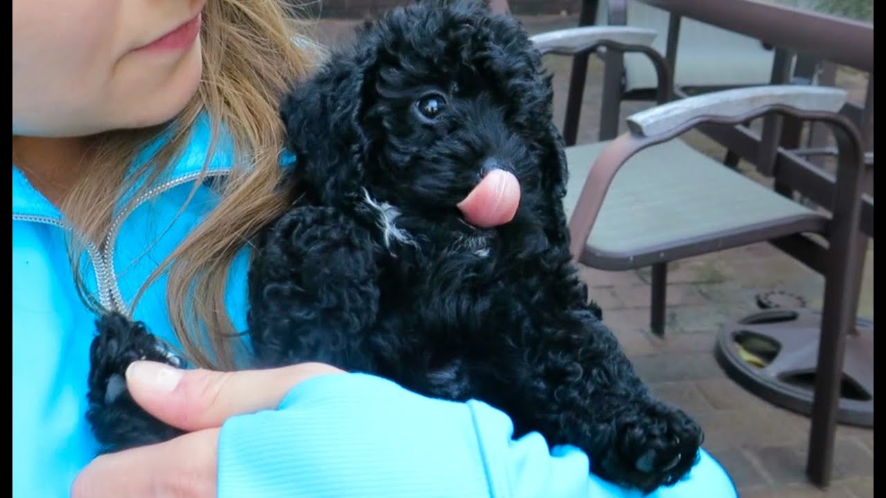 NEW PUPPY!!