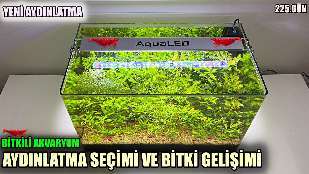Filtresiz Bitkili Akvaryum - Aydınlatma Seçimi, Bitkilerin Gelişimi (225.gün) - Co2 Yok - Part 27