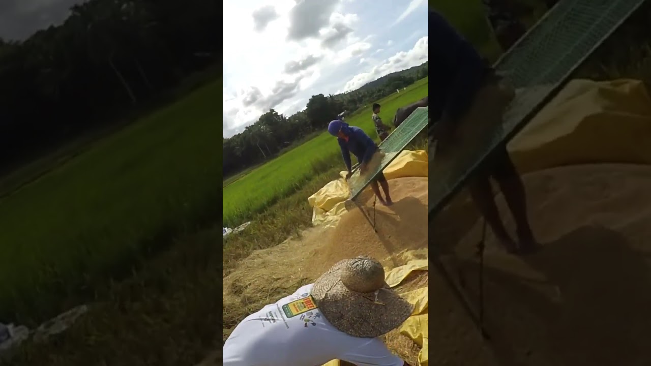 Pagaani ng palay #buhaymagsasaka #bukid #blower