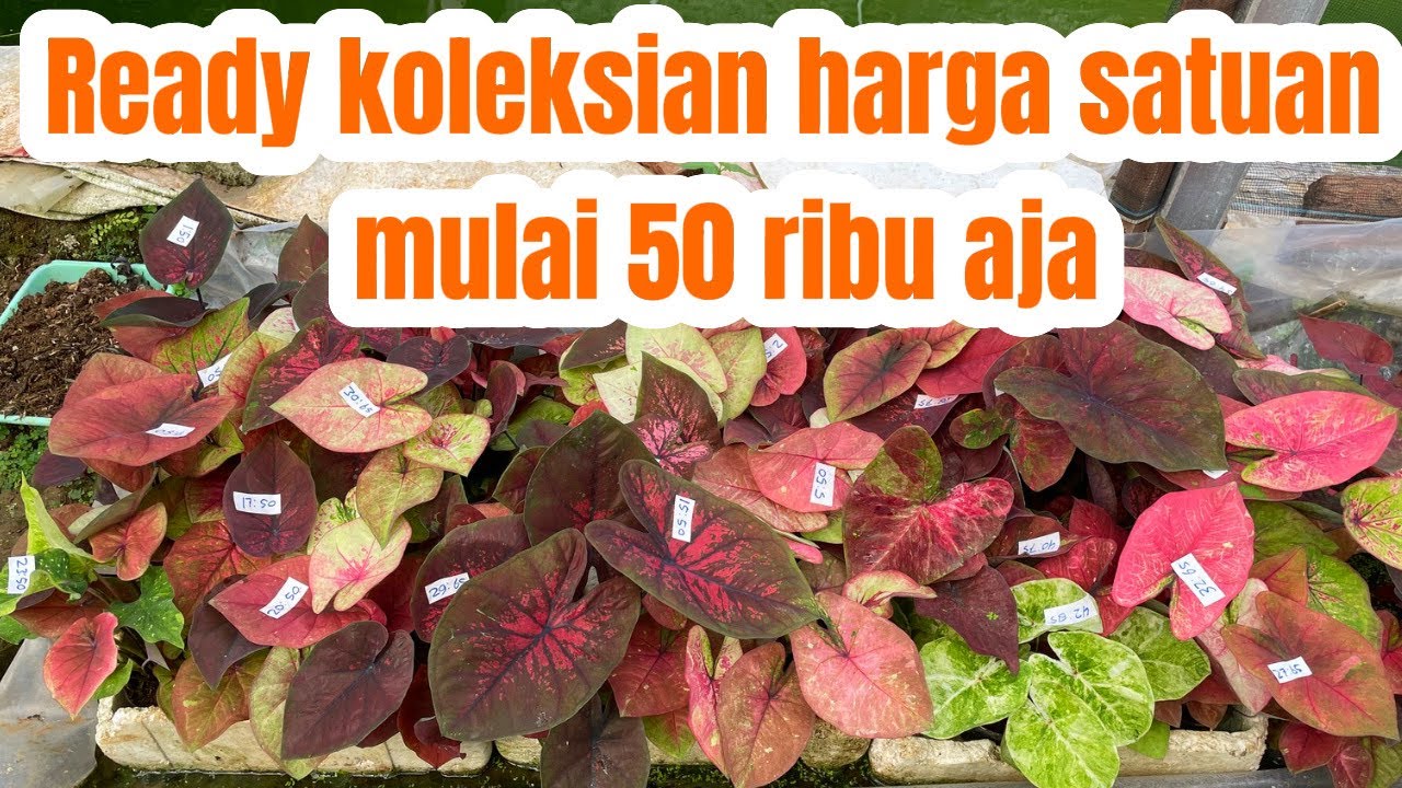 ANEKA KOLEKSIAN SIAP DI PAJANG,, PILIH SESUKA HATI,, 