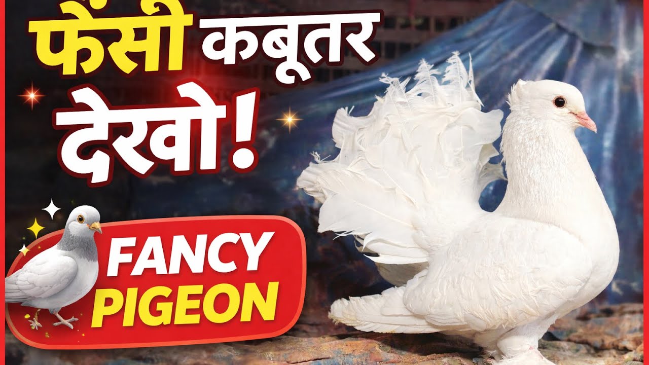 सफेद फैंसी कबूतर की खूबसूरती | White Fancy Pigeon Beautiful Fancy Pigeon 