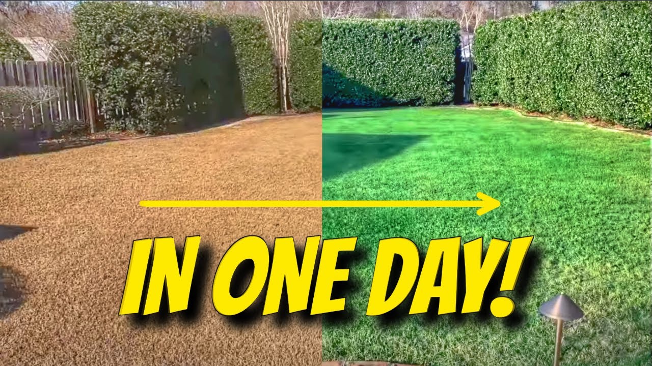 How to Paint your grass GREEN
