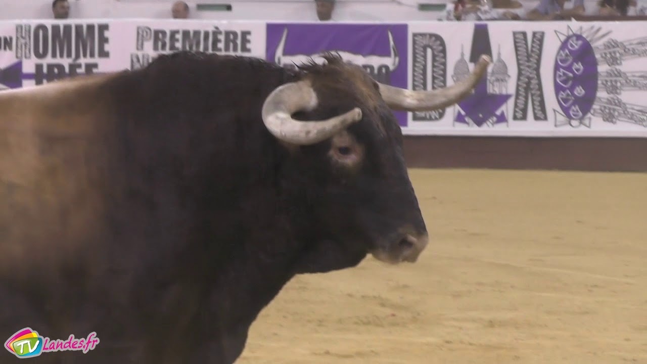 Nuit du Toro à Dax
