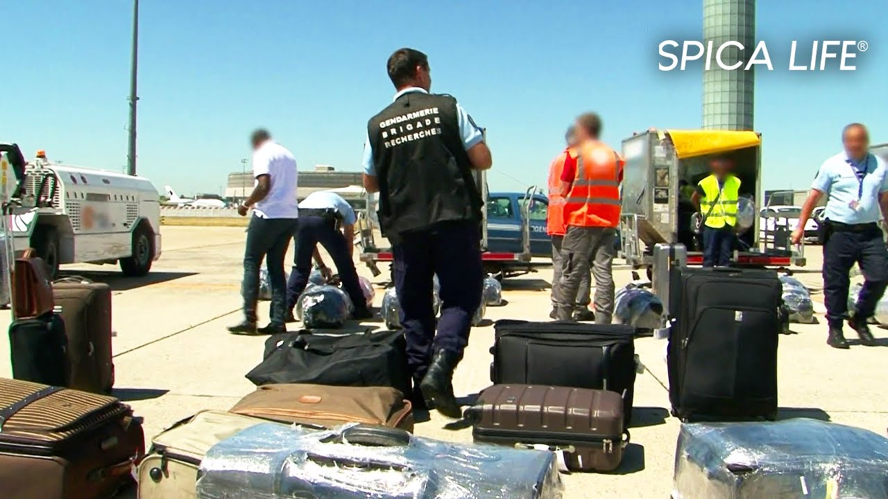 ROISSY CDG : l'a&eacute;roport qui cache un monde parall&egrave;le