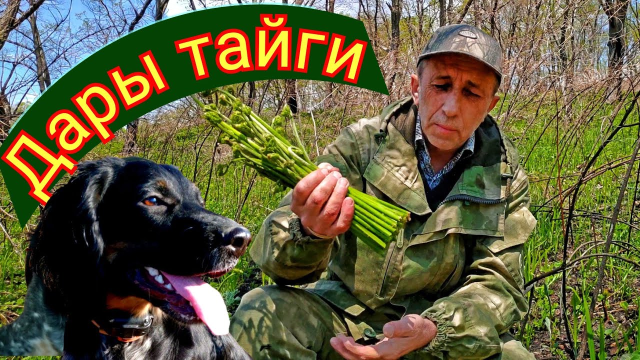 Папоротник Орляк. Вы этого не знали. Не каждый папоротник одинаково полезен.