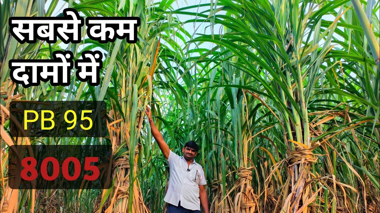 गन्ने की ऐसी वैरायटी जिसमें किसान हो गए मालामाल! 7983605004