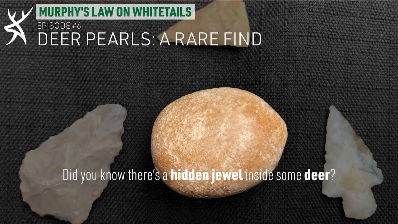 Deer Pearls: A Rare Find [Murphy's Law On Whitetails]