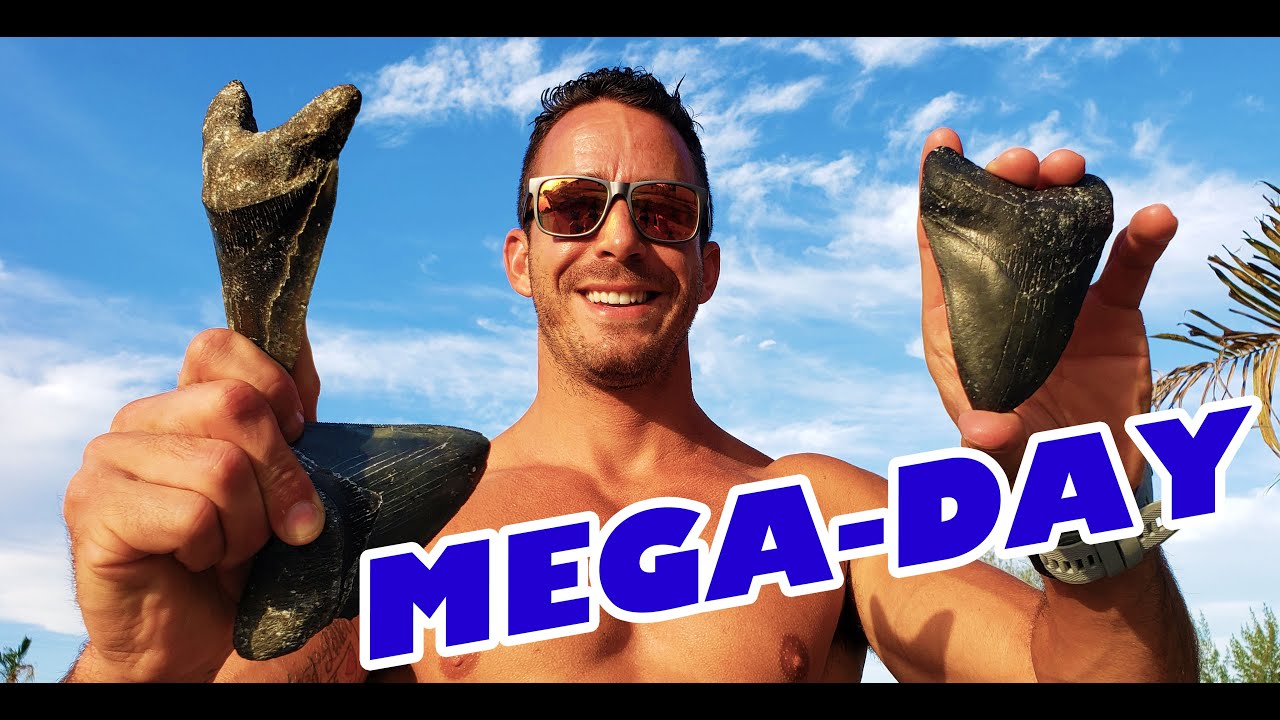 Megalodon GRAVEYARD - One Day, THREE HUGE Teeth with AquaNutz Scuba Charters near Venice Florida