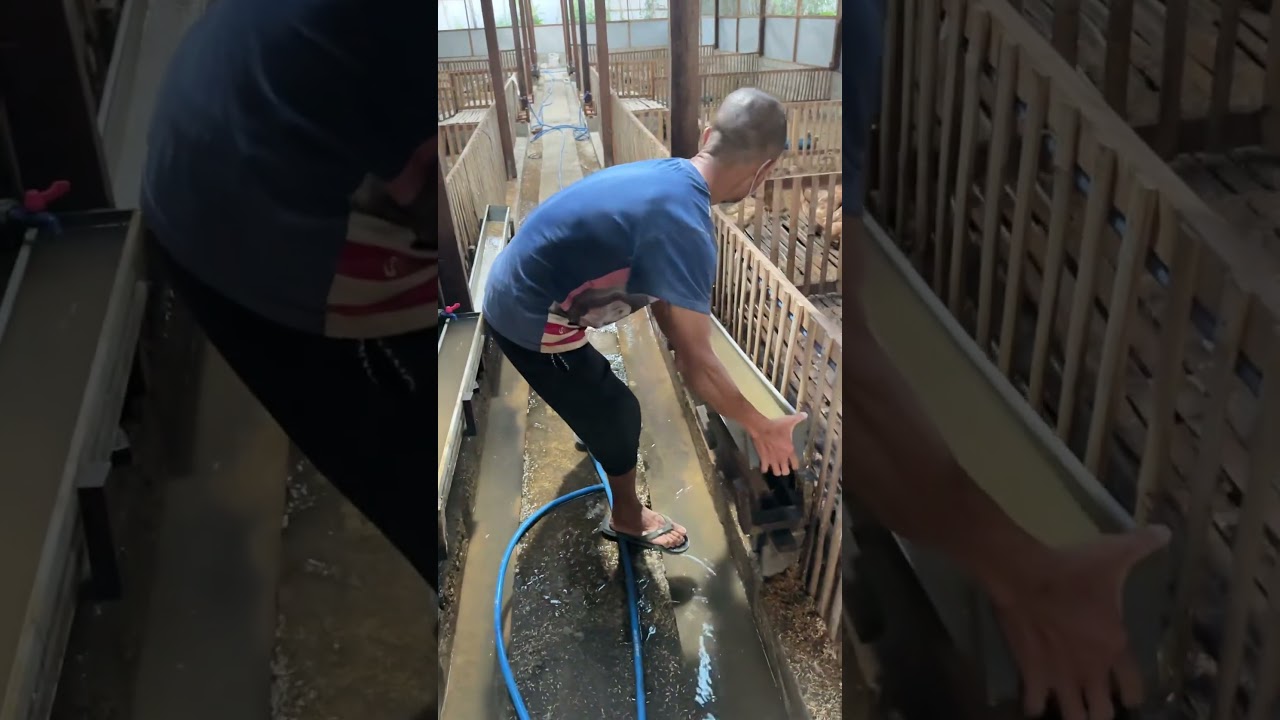 Why Clean Water Matters for Layer Ducks | Cleaning Guide