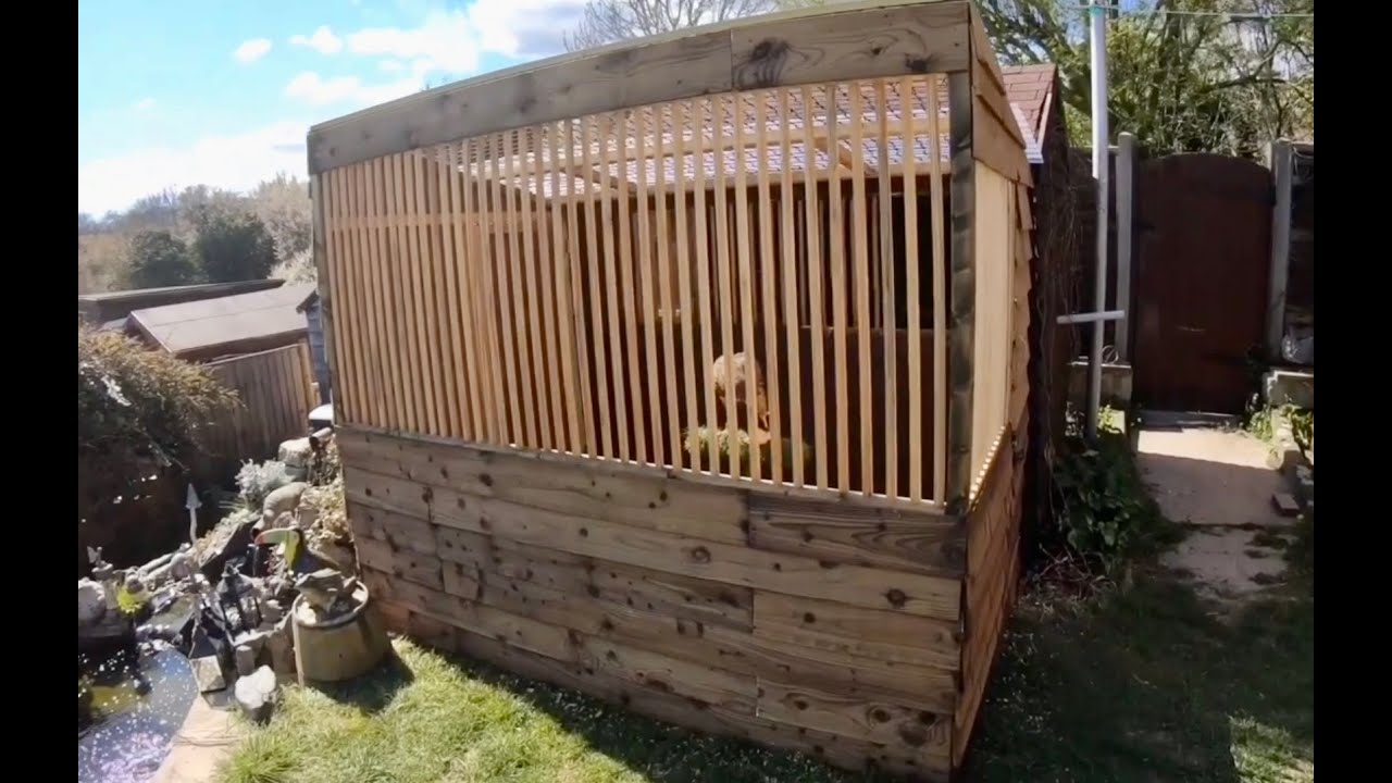 FALCONRY Part 7: Woody the Harris Hawk moves in to his new weathering