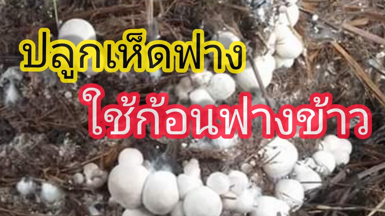 เพาะเห็ดฟางง่ายๆ จากฟางข้าวเก่า