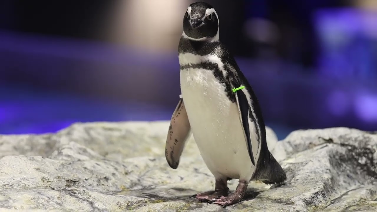 ペンギン