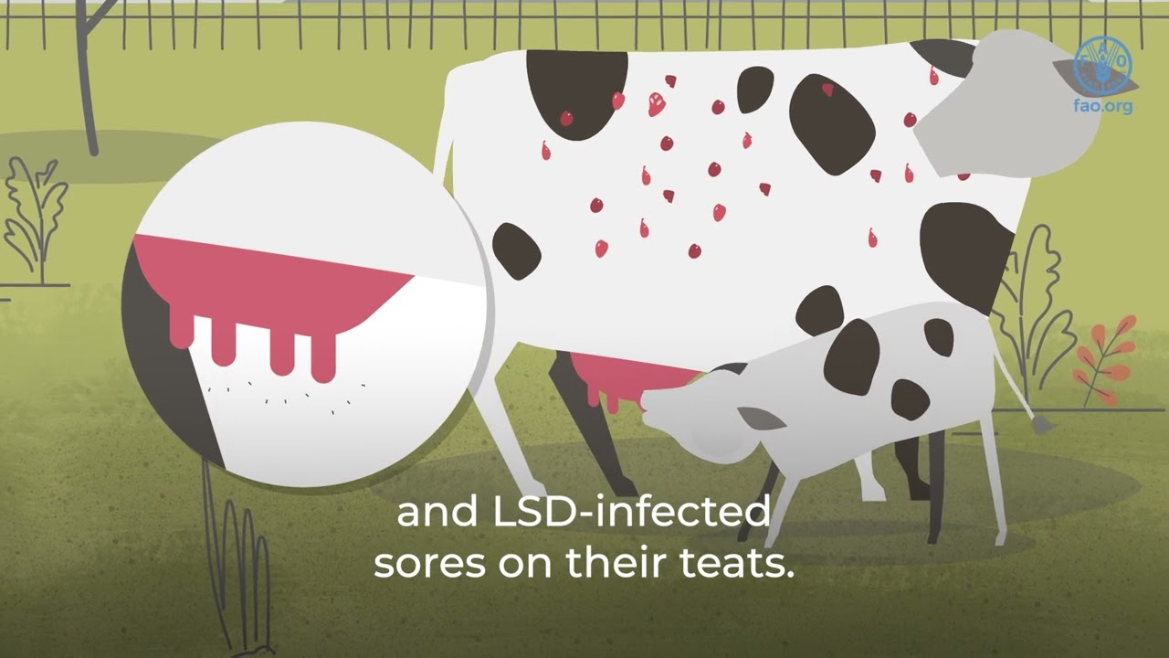What you need to know about lumpy skin disease