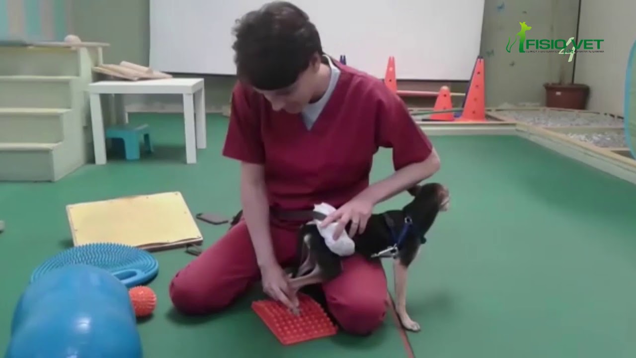 Riabilitazione di un cane con esercizi passivi per ottenere la camminata spinale