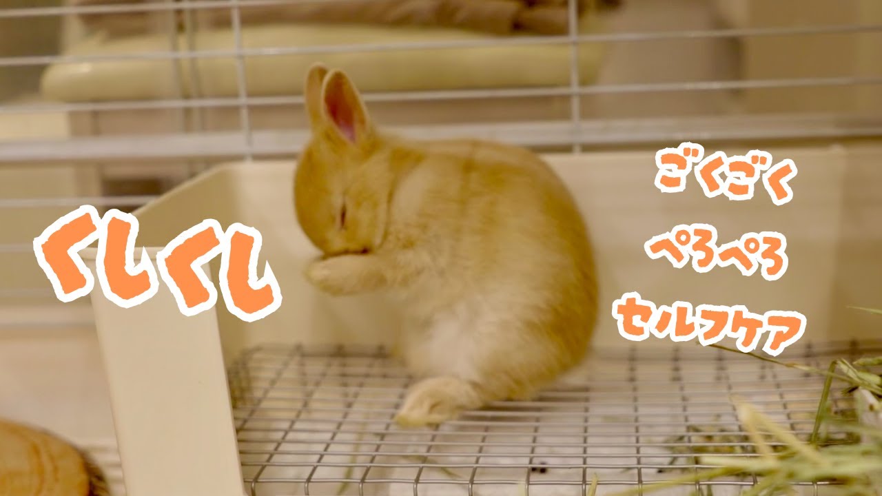 水をごくごく、くしくしセルフケア