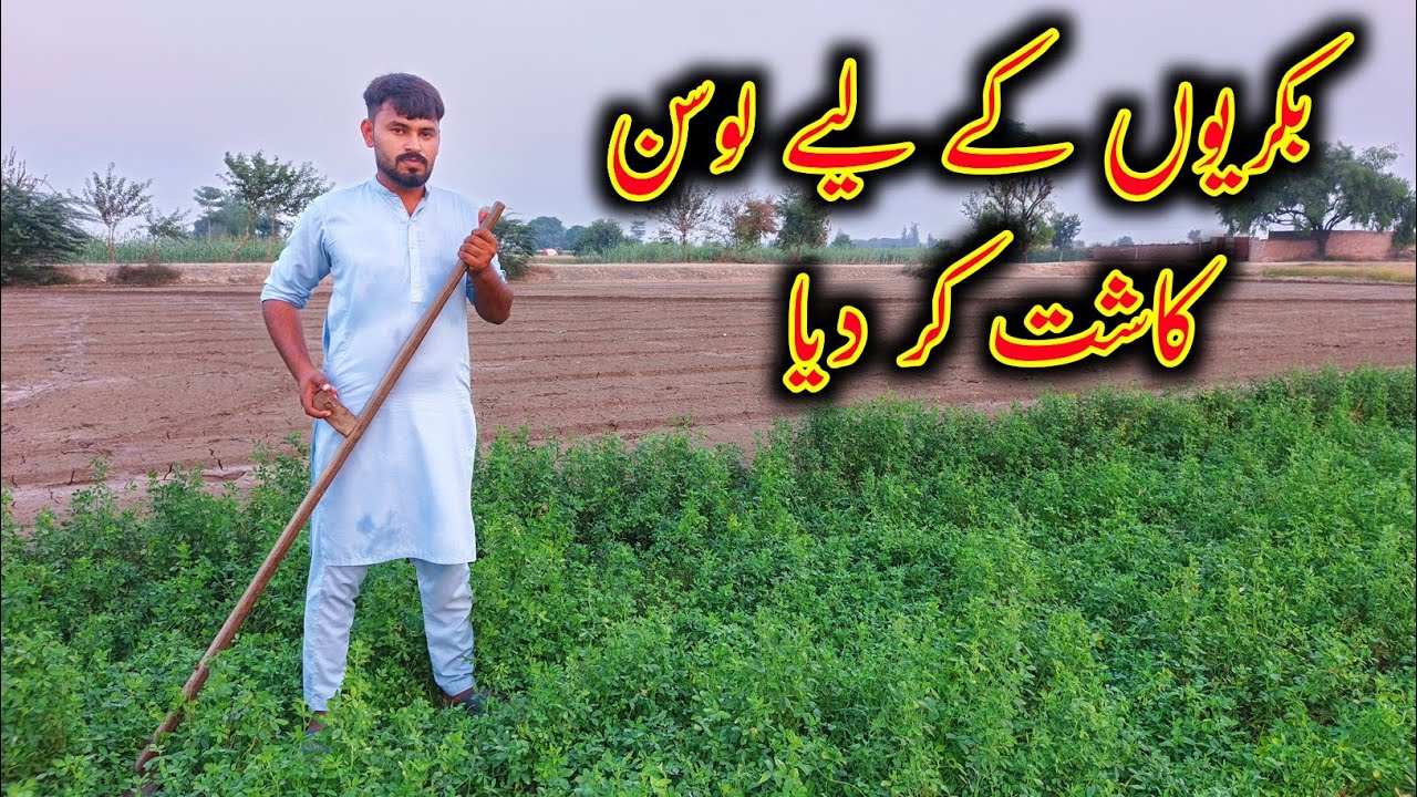 How To Cultivate Alfalfa - Loosan Lgany Ka Triqa - Alfalfa For Goats