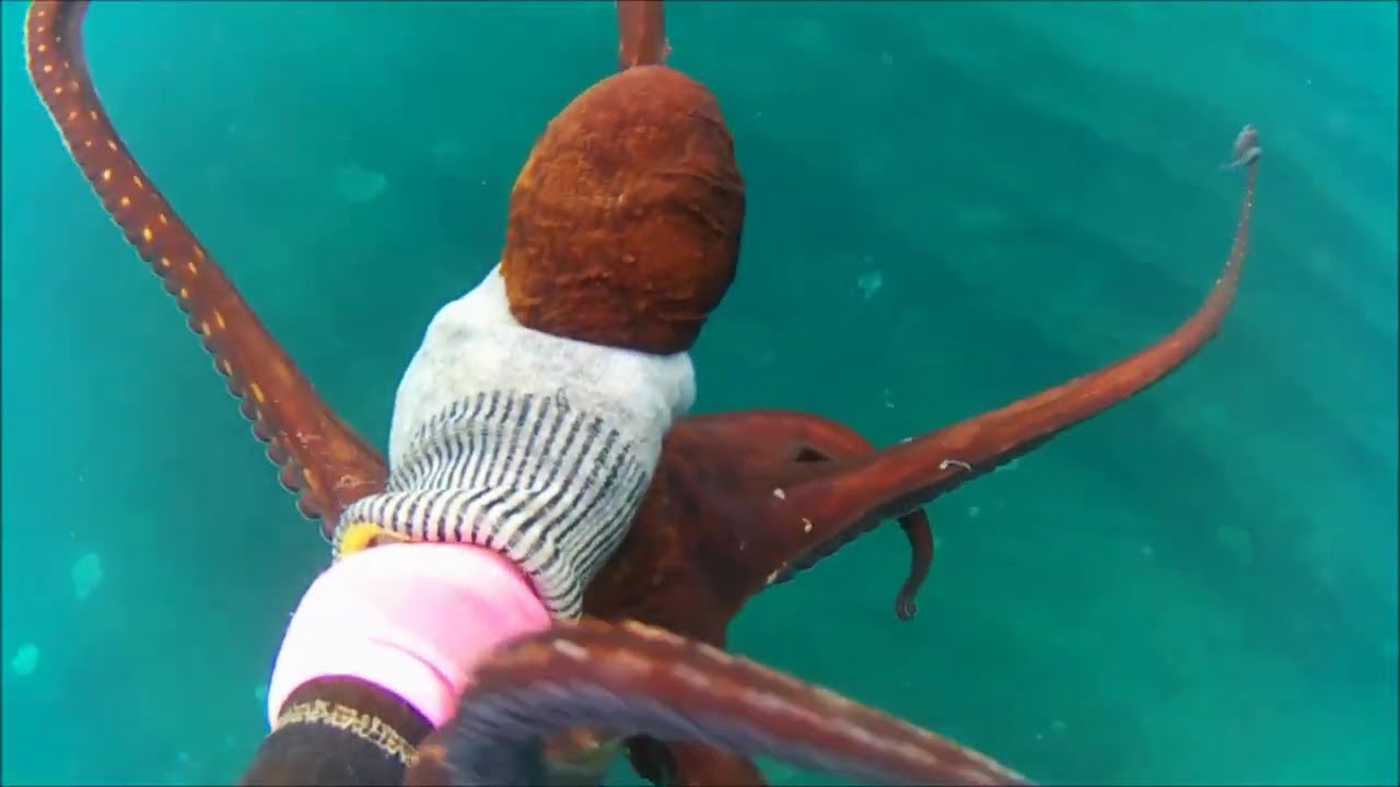 Spearfishing Aceh season 2026 episode 04