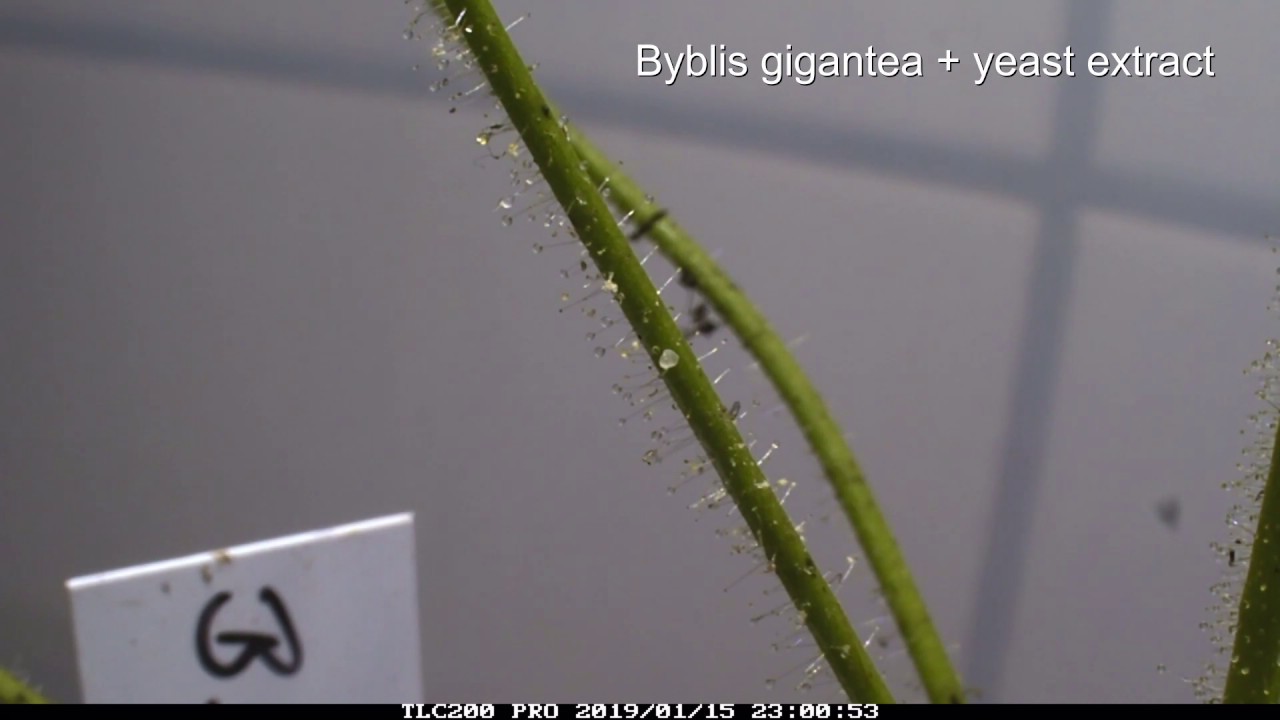 Byblis gigantea mit Hefeextrakt/movement of Byblis with yeast extract