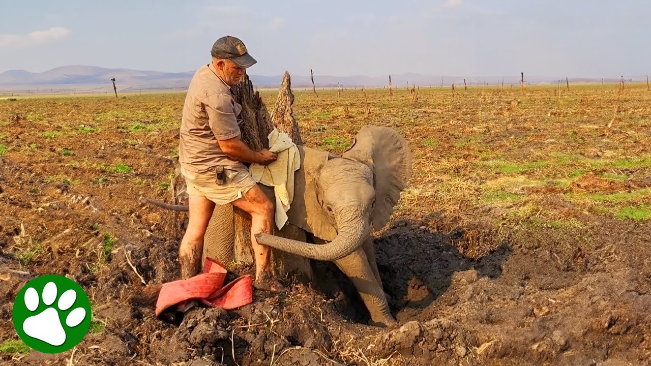 Kind Men Save Baby Elephant Stuck Between Tree Trunks