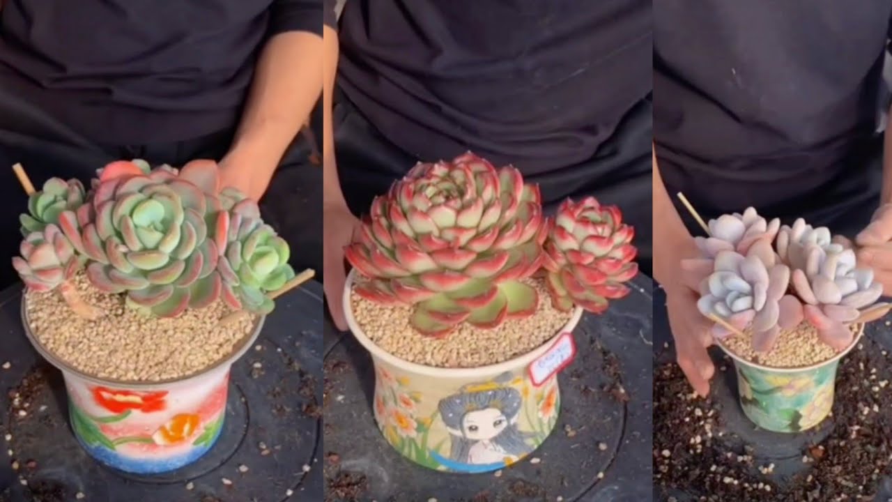 Very Simple Tutoria! How To Repotting Succulent Plants / Growing succulents plants 