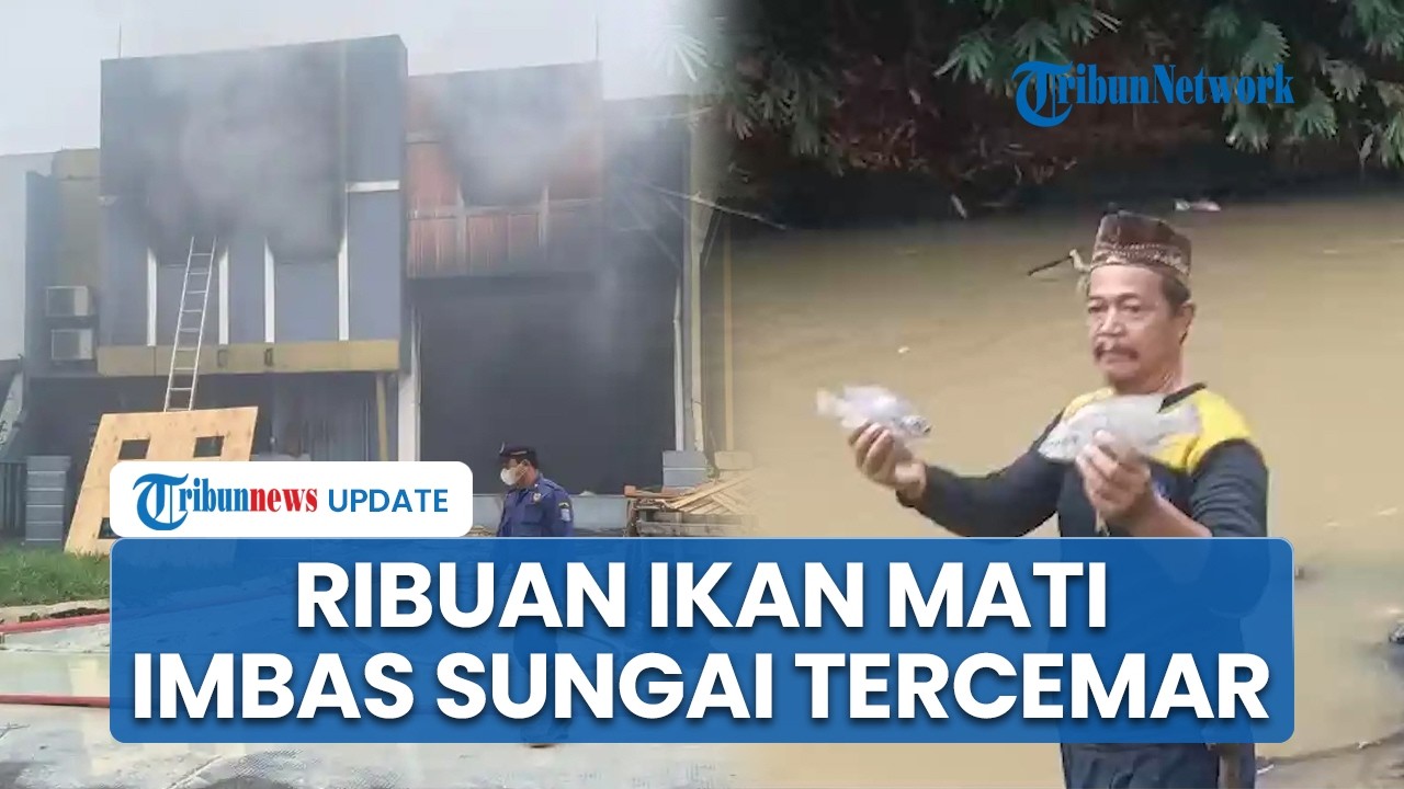 Ribuan Ikan Mati Mengambang Gara-gara Sungai Cisadane Tercemar, Wali Kota Minta Tak Dimakan