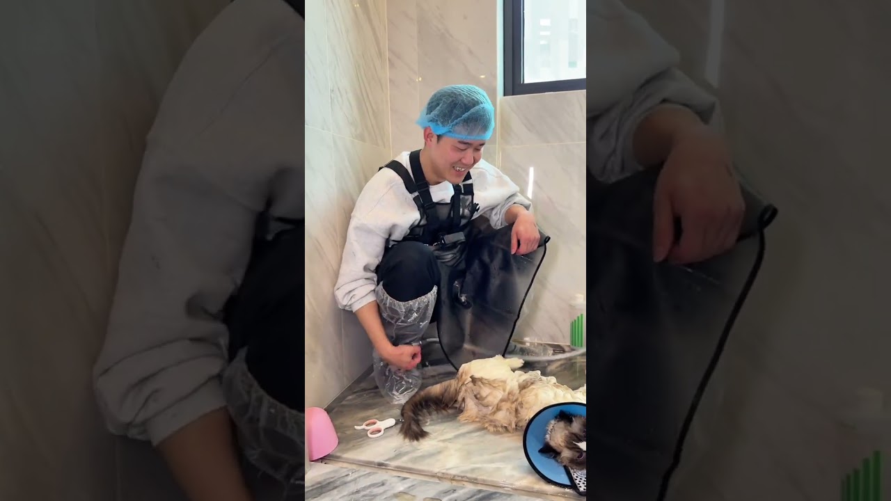 Chengdu's Cat Cleaning Service: Taming the Ragdoll's Nest Adventure