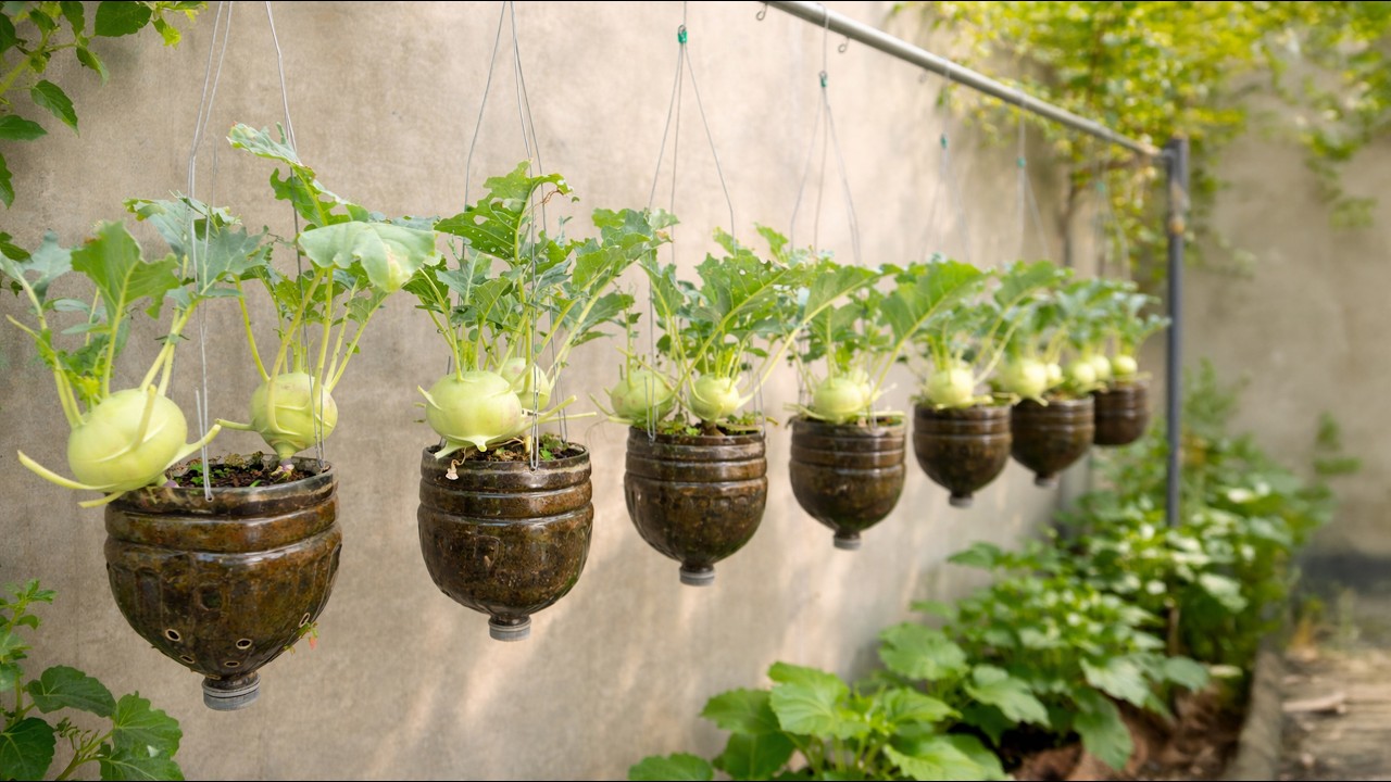 After watching this video, you'll want to start collecting plastic bottles to grow kohlrabi!