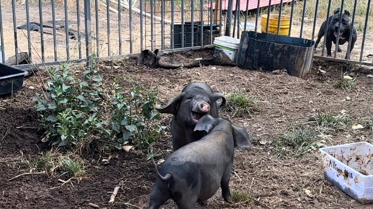 Pigs battle before animal audience