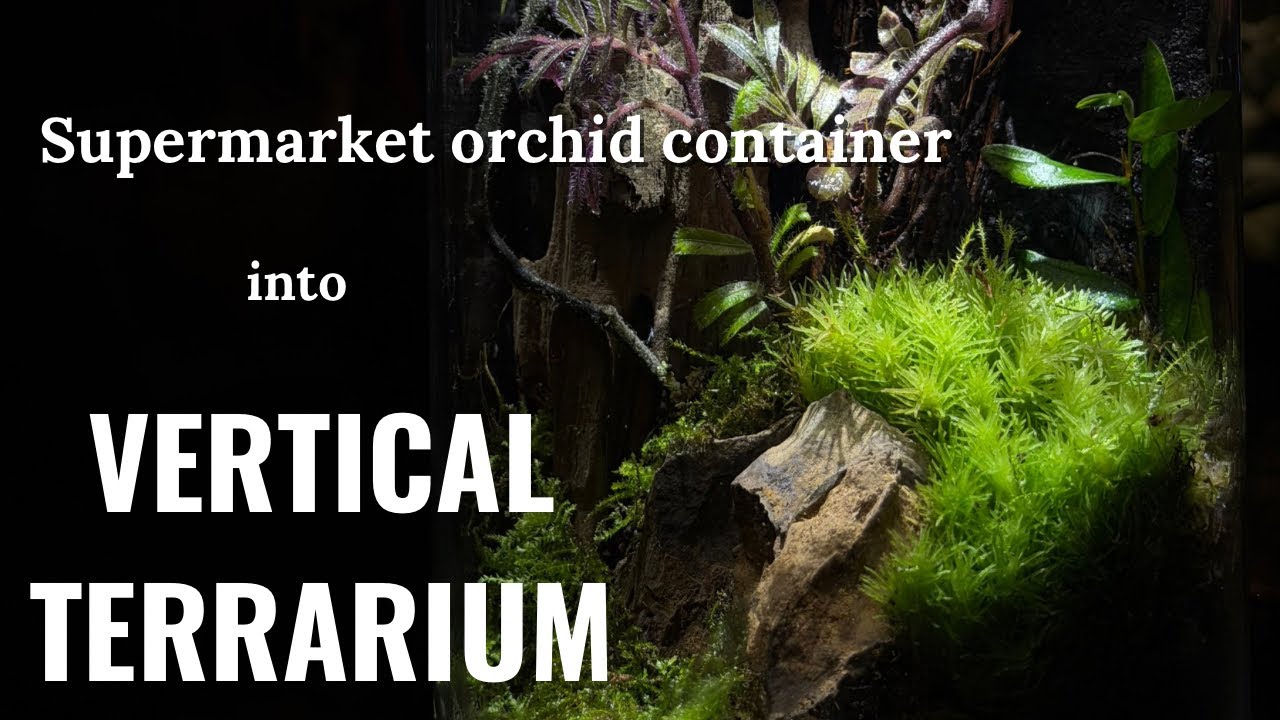 Recycling orchid terrarium container into terrarium (No Voice over ver)