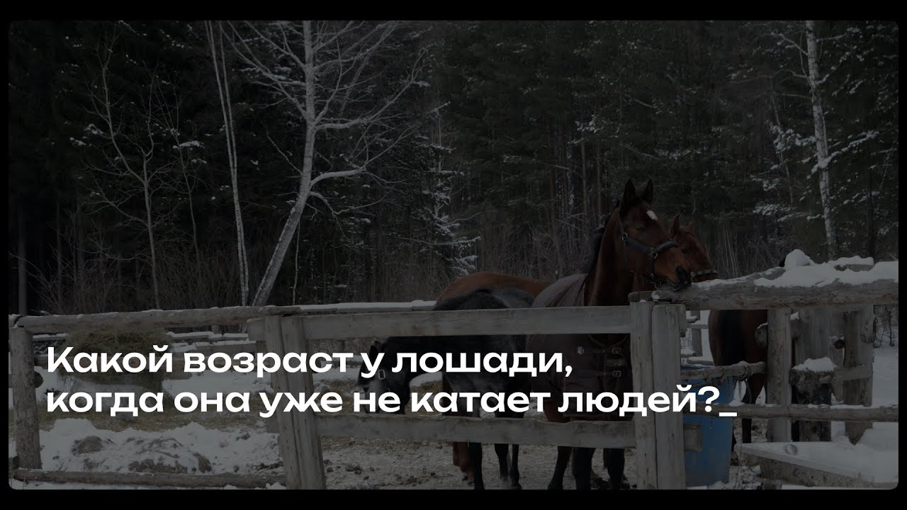До какого возраста лошадь катает людей? Когда лошадь уходит на пенсию? Ответ директора КСК