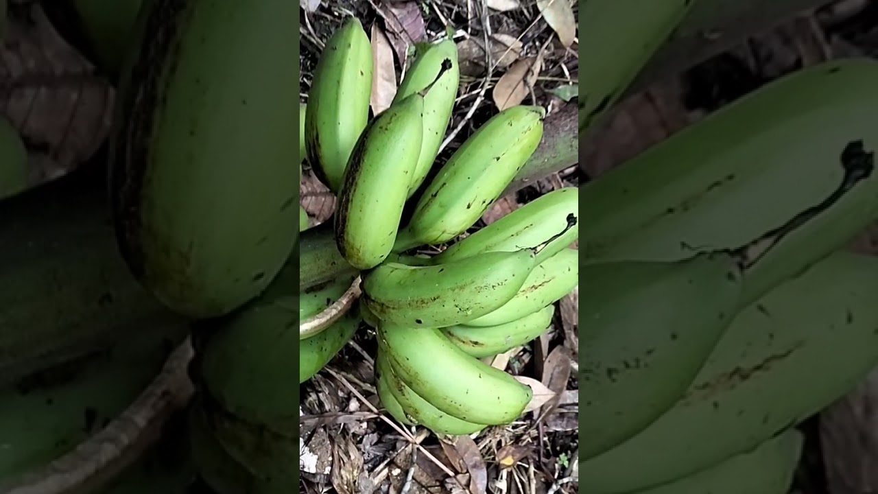 Panen pisang roboh