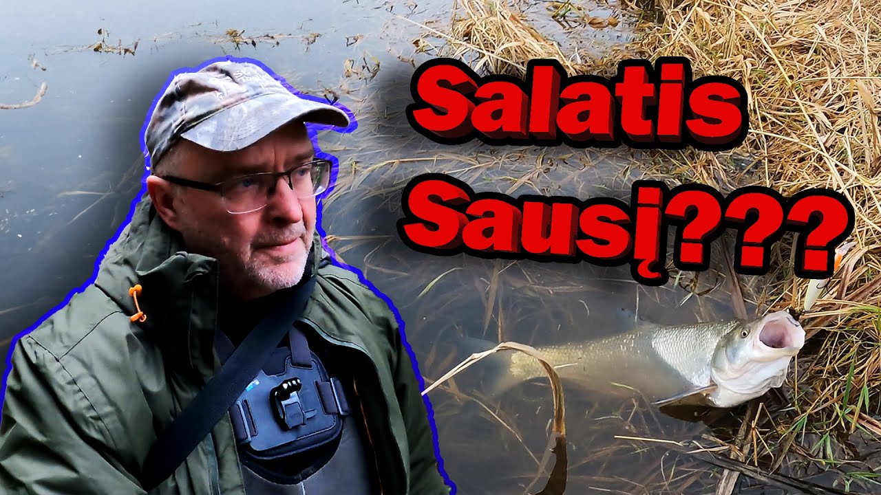 Ieškojom lašišos, bet kibo salačiai!😄 #spiningfishing #neris #fishing #salmon #salatis