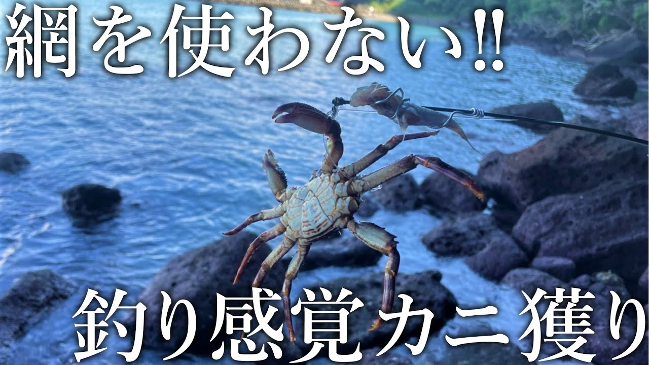 網を使わなくても美味しいカニが大漁！ひっこくり釣りを調査してみました