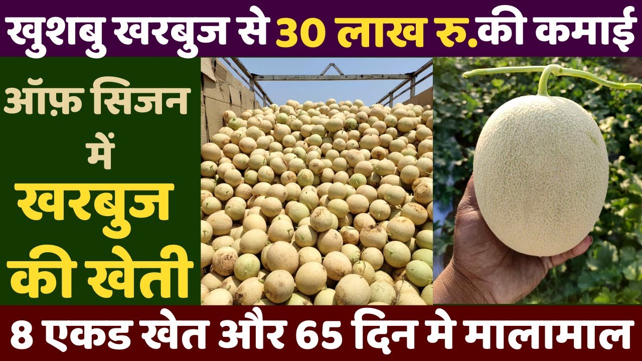 खुशबु खरबुज से 30 लाख रु. की कमाई,ऑफ़ सिजन खरबुज की खेती,Off Season Kharbuja Kheti, Muskmelon Farming