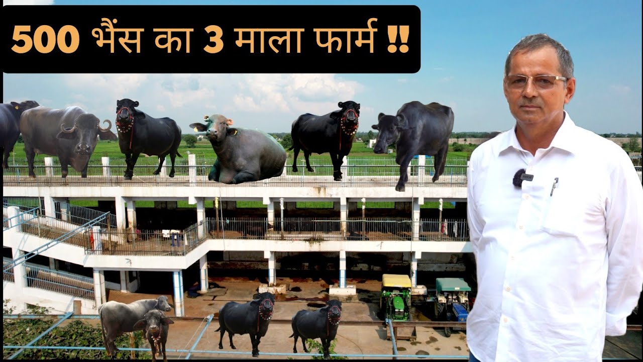 500 भैंस का 3 माला Dairy Farm || Multi Storey Dairy Farm || Hello Kisaan