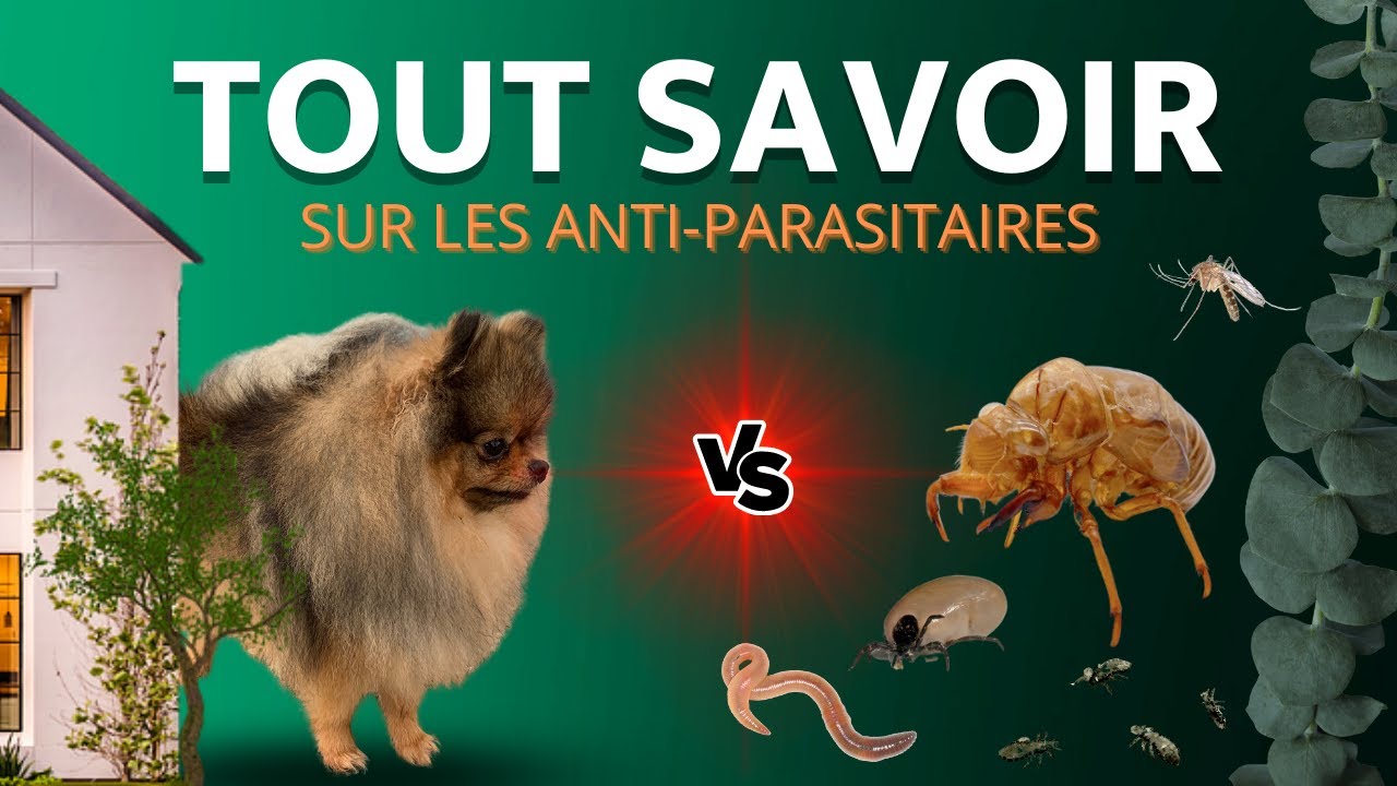 🐶 Quels anti-parasitaires donner à mon Spitz ? 🐾 : ✦ 100% #POMERANIAN