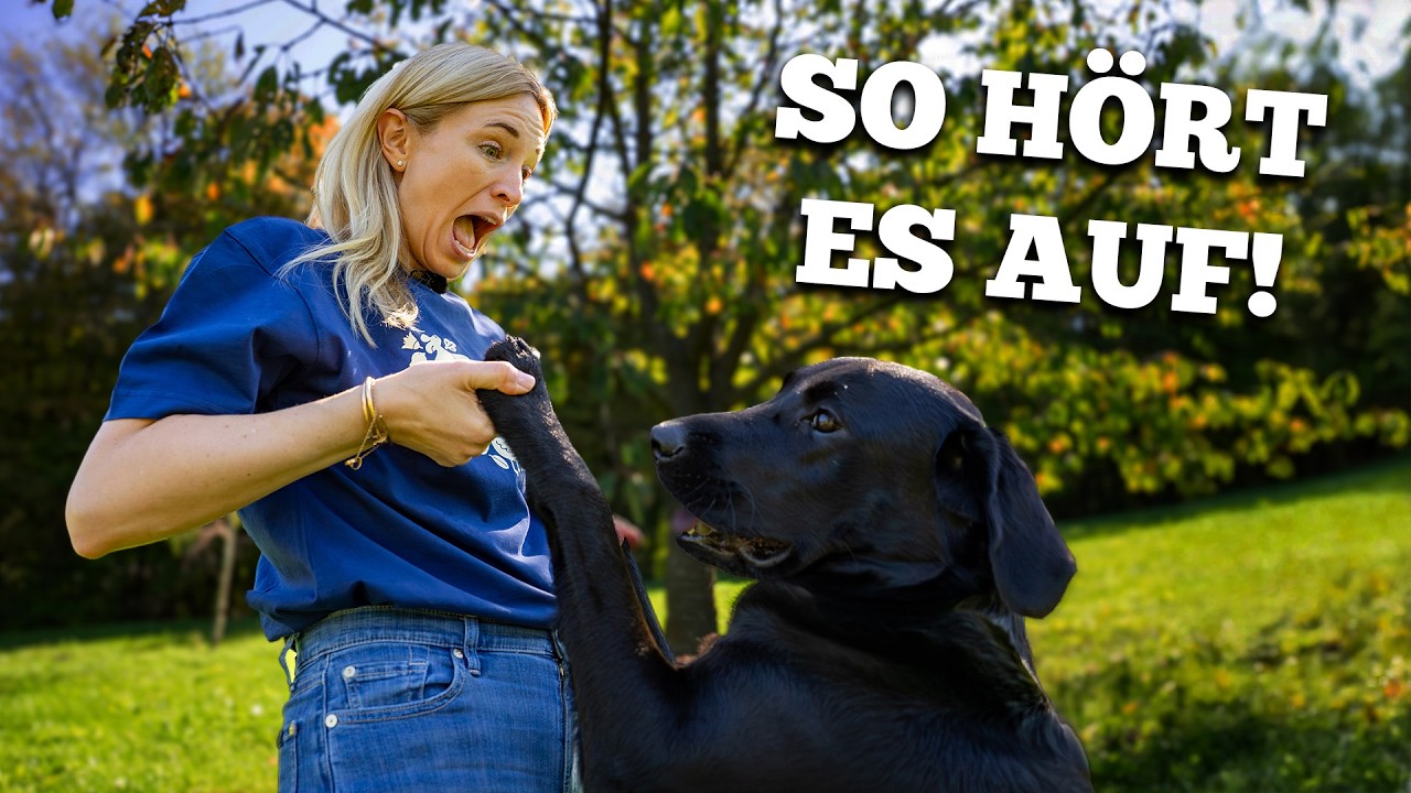Warum dein Hund dich ständig anspringt – und wie es SOFORT aufhört