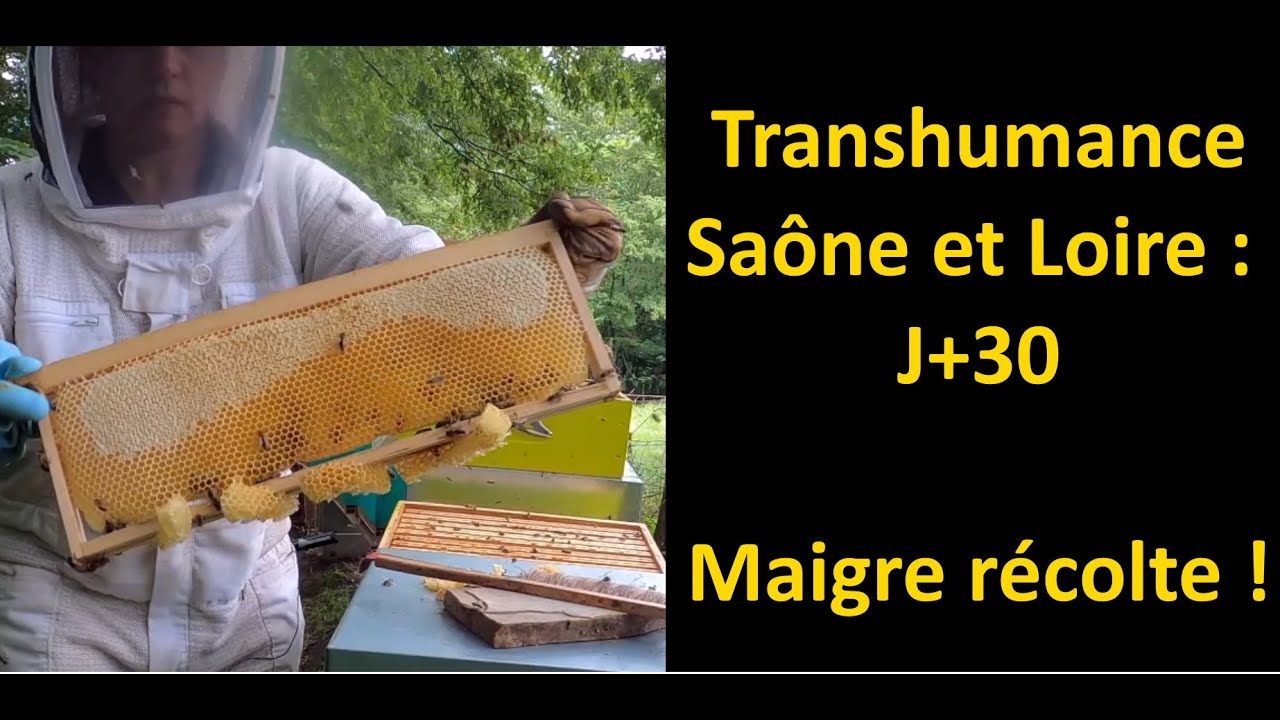 Transhumance Saône et Loire : J+30, maigre récolte !