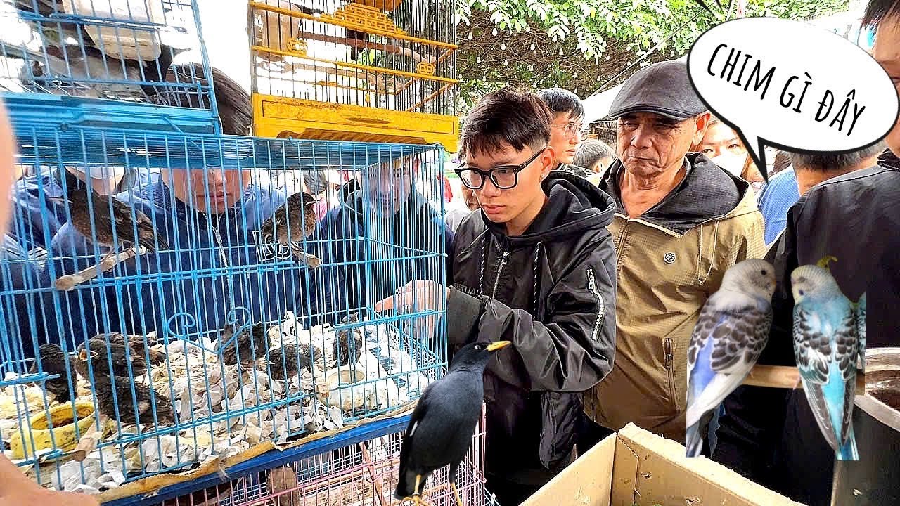 Gian hàng chim cảnh tại chợ Hàng Kênh có rất nhiều chim Rẻ và Đẹp 