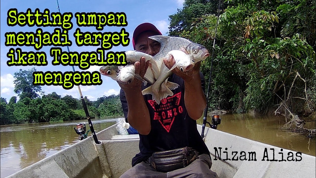 SETTING UMPAN MENJADI TARGET IKAN TENGALAN MEGENA