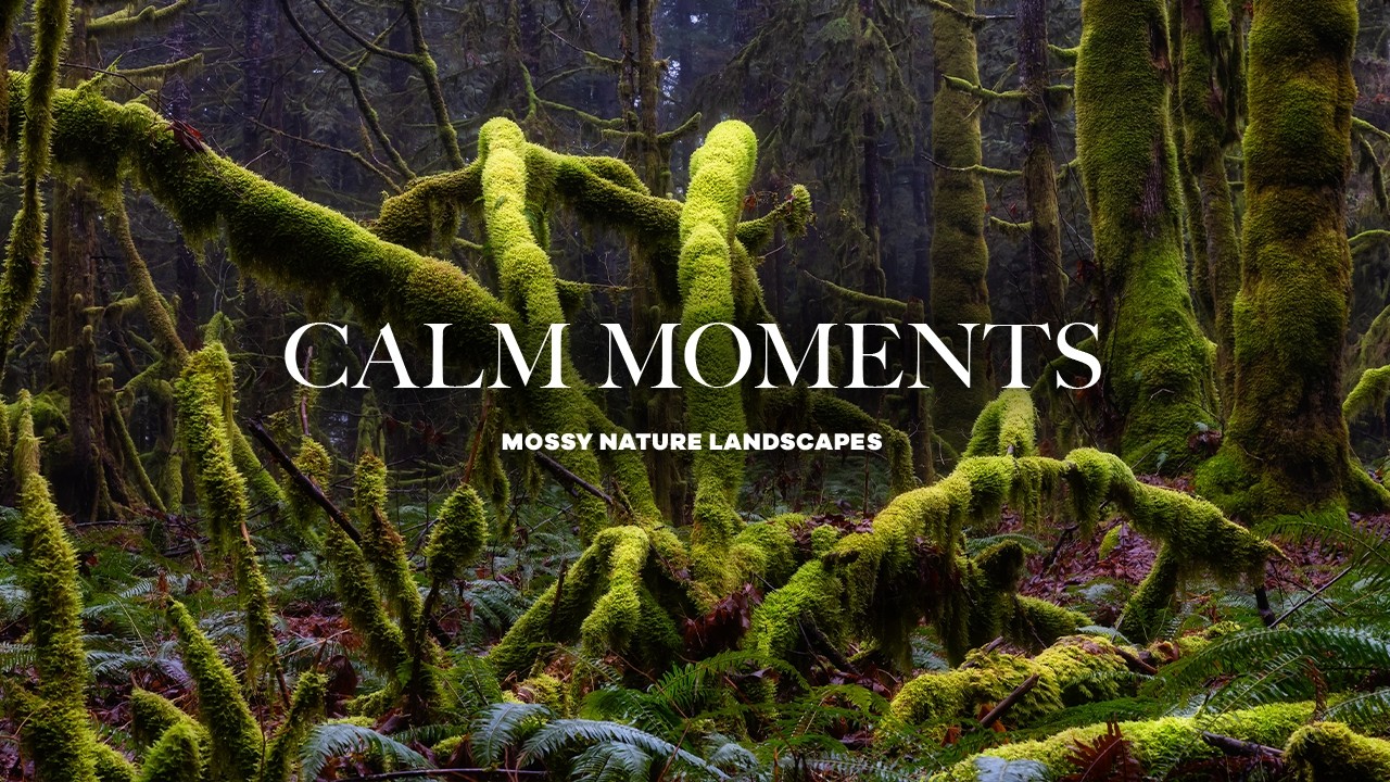 Quiet Moments 🌿 Emotional Piano Music in Moss Covered Nature