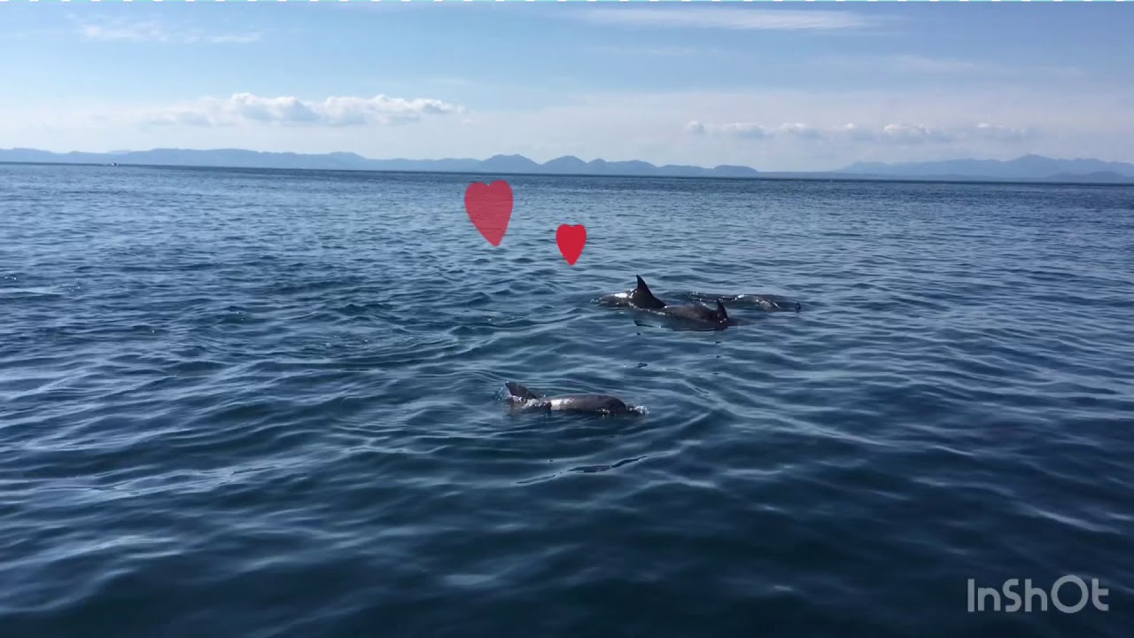 【シークルーズ】赤ちゃんイルカ特集【イルカウォッチング】