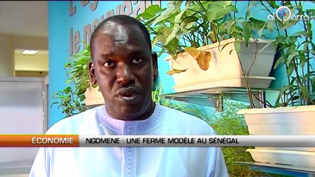 Ngomène: Une ferme modèle au Sénégal